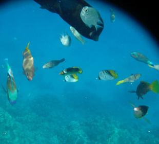 Unterwasserwelt Makadi Bay