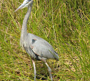 Everglades National Park: Anhinga Trail