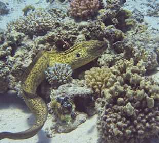 Moray
