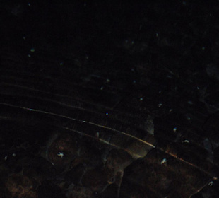 Albinokrebse in der Jameos del Agua