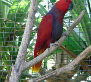Palmitos Park