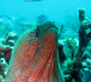 Moray eel