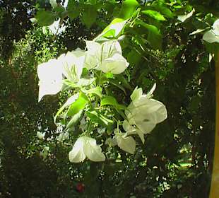 Botanischer Garten Assuan