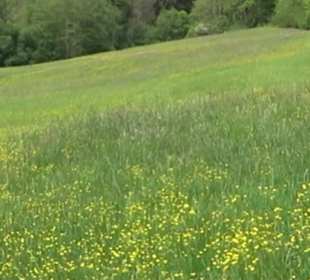 Naturpark Schönbuch