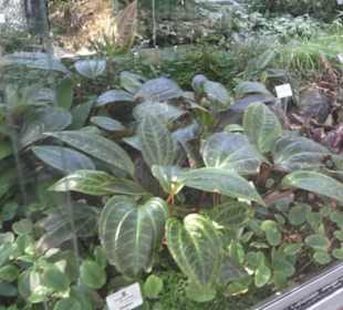 Botanischer Garten