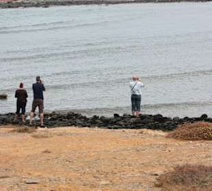 Wer sieht den Hai als Erstes? 