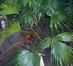 Bewohner des Tropenwaldes