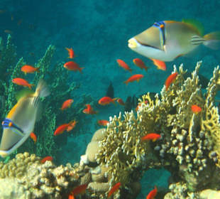 Picassodrücker in der Coraya Bay