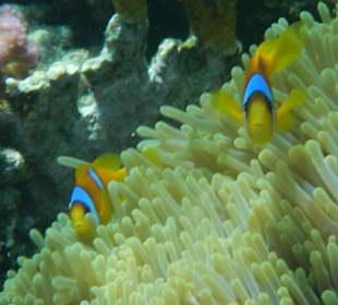 Anemonenfische