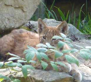 Kleiner Luchs