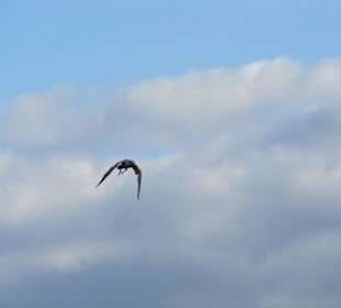 Falken- & Greifvogelflugshow