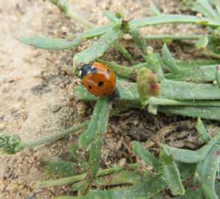 Parc natural de s’Albufera