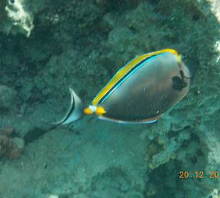 Tauchbasis Aquatic Divers im Pensee Royal Garden  	