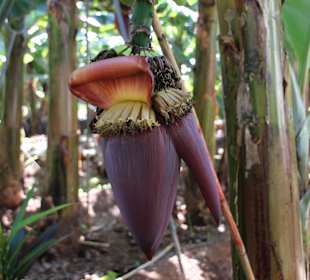 Besichtigung einer Bananenplantage
