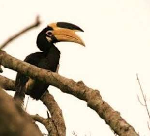 Hornvogel im Uda Walawe Nationalpark