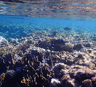 Schnorcheln Marsa Alam