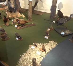 Natur- und Jagdmuseum