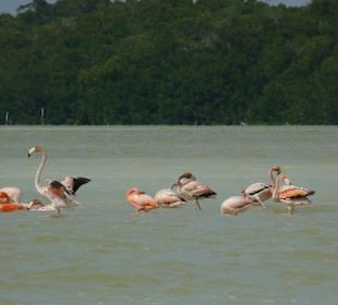 Man kann auch das Bild "heranschneiden"