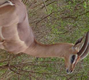 Gerenuk