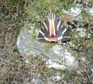 Schmetterling