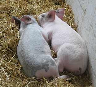 The Amish Village Lancaster Pennsylvania