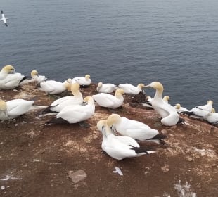 Helgoland: beim Lummenfelsen