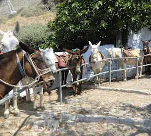 Warten in der Sonne auf Ausflügler