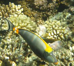 Schnorcheln Abu Dabbab