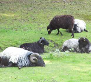 WildparkImpression September 2013