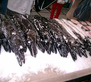 Schwarzer Degenfisch
