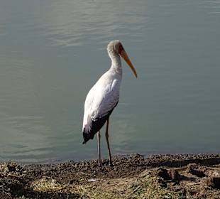 Warten auf den Fisch