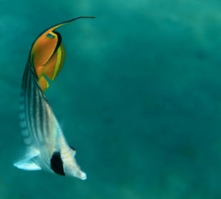 Rafa przy pomoście "Stella"