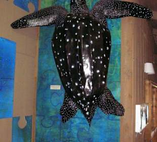 Abbildung einer Schildkröte an der Wand Vom Center