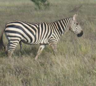 Zebra