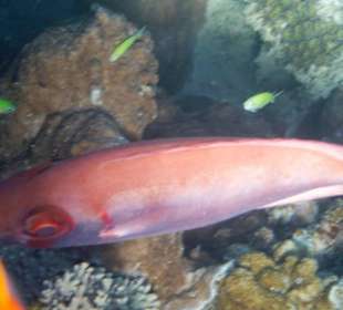 Schnorcheln am Hausriff