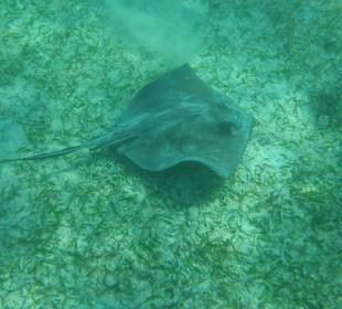 Schnorcheln in Akumal