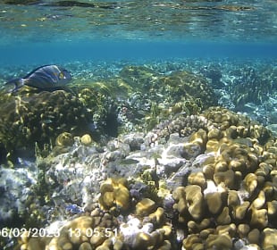 Schnorcheln Makadi Bay