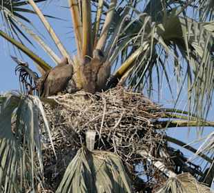 Tierbeobachtung am Boteti
