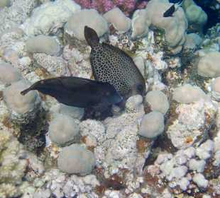 Schnorcheln Makadi Bay