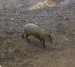 Tierpark Hellabrunn - Welt der Affen