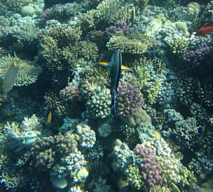 Hausriff - iPhone 5 im DiCAPac Plastik Case