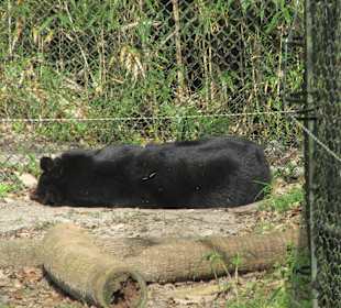 Schwarzbär