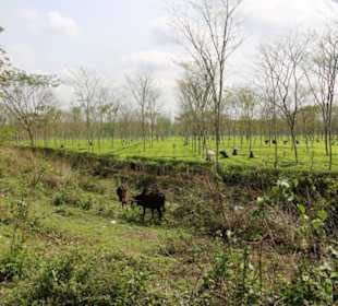 Restaurant Malbazar Touristik Lodge