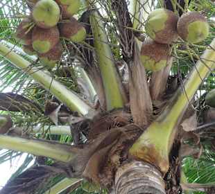 Unter Palmen im Paradise Beach