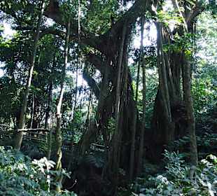 Die Bäume im Monky Forest. 10 min. zu Fuß vom Hote