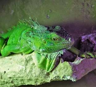 In den Terrarien des Nautiland