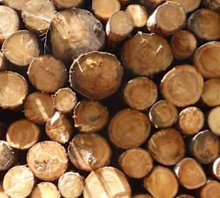 Eindrücke unserer Wanderung am Pfänder