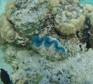 Bunte Unterwasserwelt