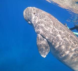 Schnorcheln Marsa Alam