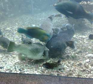 Aquarium in Hurghada